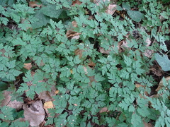 Geranium robertianum