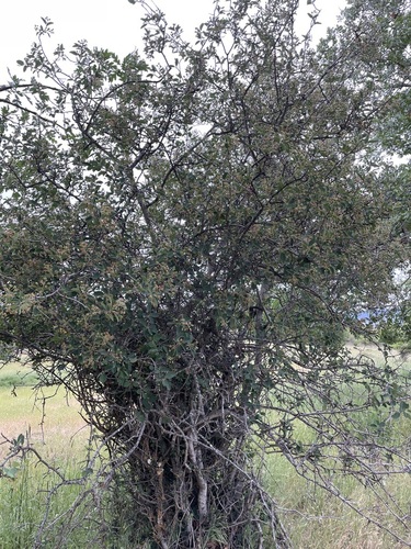 Pale Serviceberry (Amelanchier pallida)