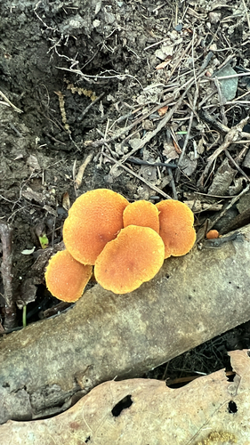 Agaricineae