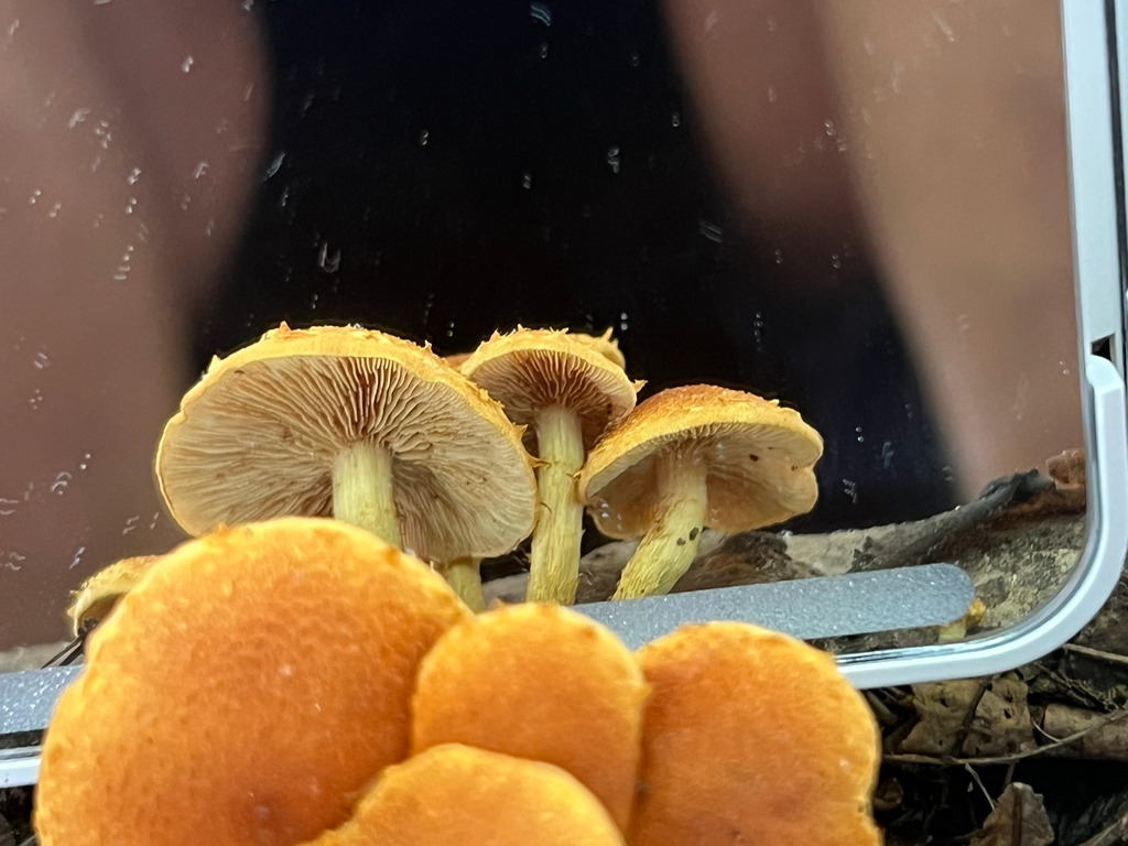 Agaricineae