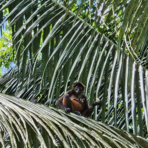 Mono araña (Ateles geoffroyi)
