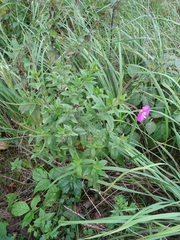 Epilobium hirsutum
