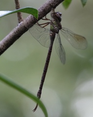 Triacanthagyna trifida