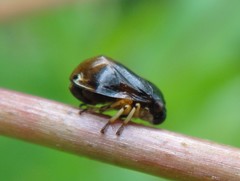 Clastoptera saintcyri