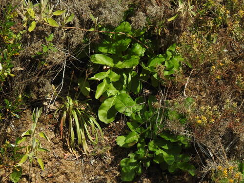 Magydaris panacifolia, photograph 6