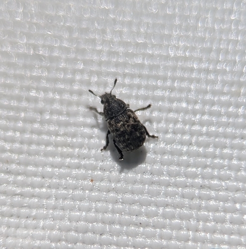Fungus weevil (Anthribus nebulosus) photo 2
