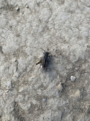 Melanoplus packardii