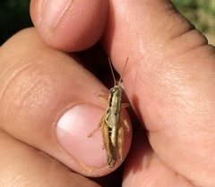 Melanoplus gracilipes