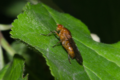 Dryomyzidae
