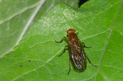Dryomyzidae