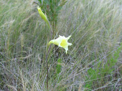 Gladiolus albens