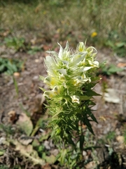 Melampyrum argyrocomum