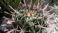 Ferocactus recurvus