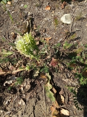 Melampyrum argyrocomum