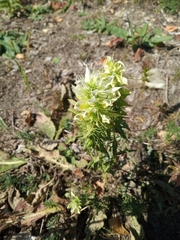 Melampyrum argyrocomum