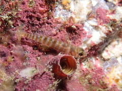 Spottedcheek Goby photo 2