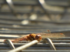 Sympetrum striolatum