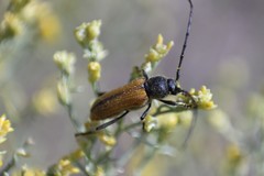 Crossidius pulchellus