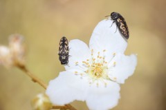 Acmaeodera parkeri
