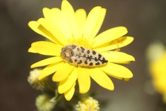 Acmaeodera maculifera