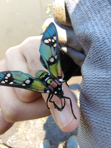 Princely Tiger Moth