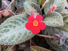 Episcia reptans