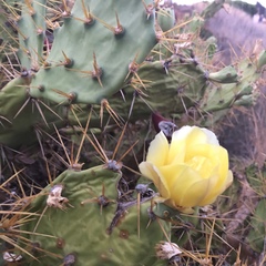 Opuntia stricta