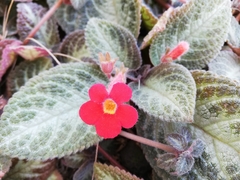 Episcia reptans