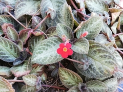 Episcia reptans