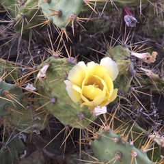 Opuntia stricta