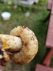 Lactarius repraesentaneus