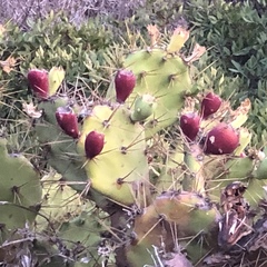 Opuntia stricta