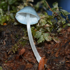 Mycena amicta