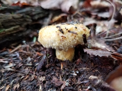 Lactarius repraesentaneus
