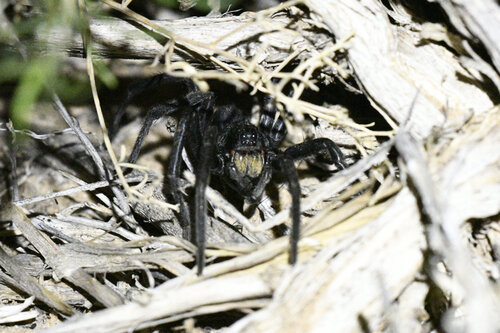 Geolycosa rafaelana photo 4