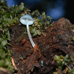 Mycena amicta
