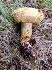 Lactarius repraesentaneus