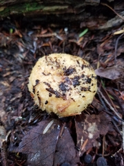 Lactarius repraesentaneus