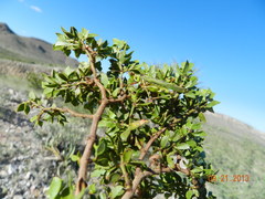 Bootettix argentatus