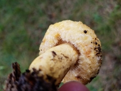 Lactarius repraesentaneus