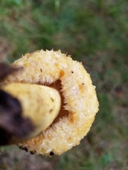 Lactarius repraesentaneus