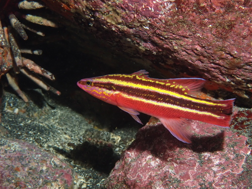 Rainbow basslet (Liopropoma fasciatum) — Serranidae