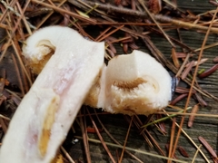 Lactarius repraesentaneus