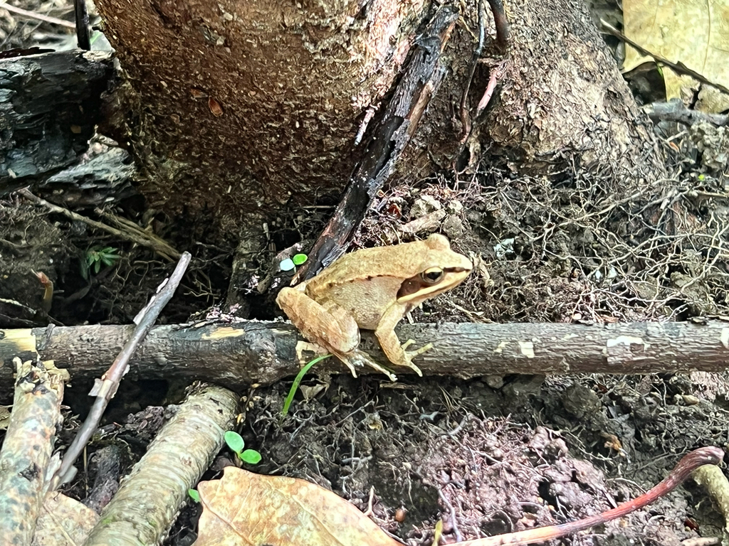 Wood Frog