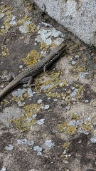 Lacertidae