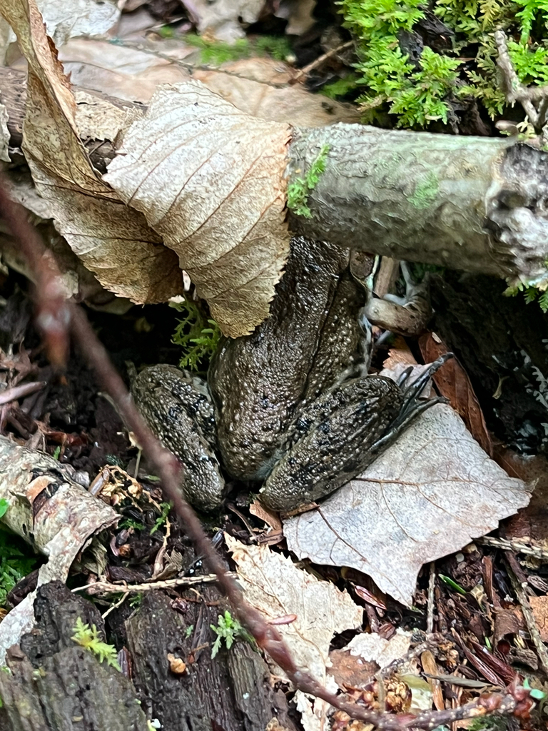 Green Frog