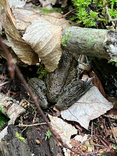Green Frog