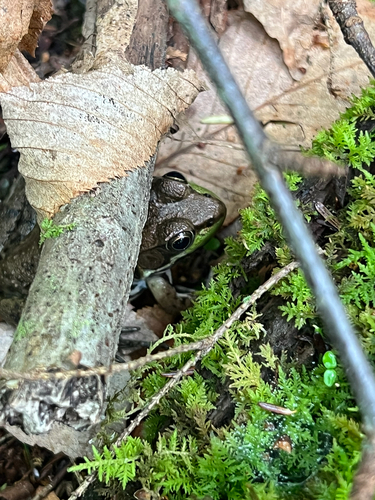 Green Frog