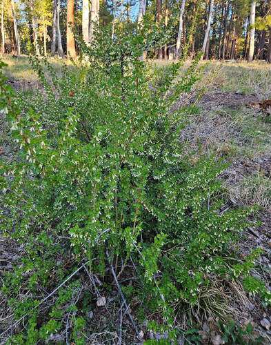 Trumpet gooseberry (Ribes leptanthum)