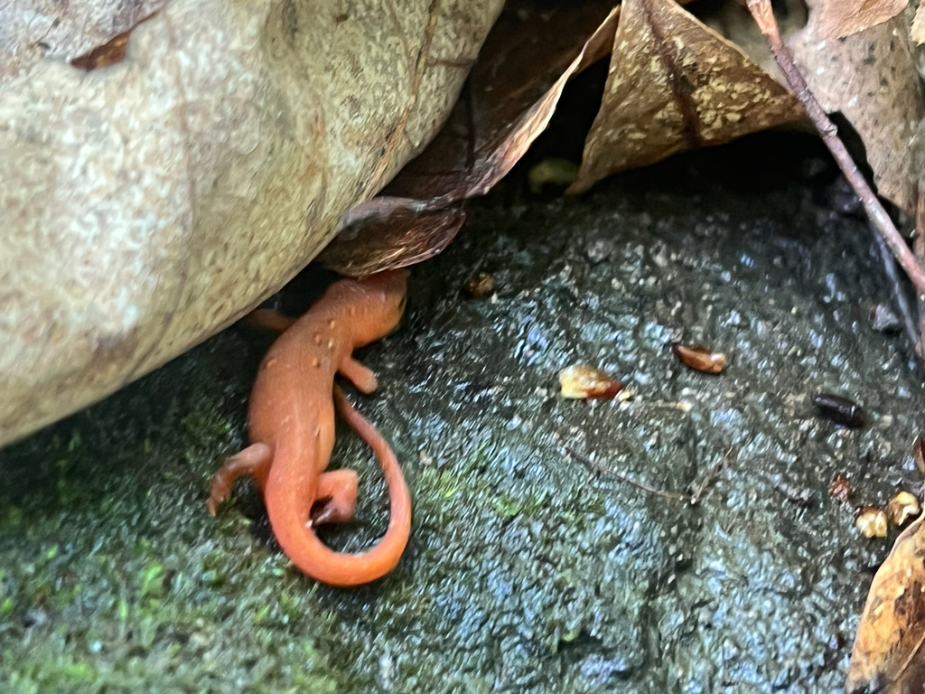 Eastern Newt